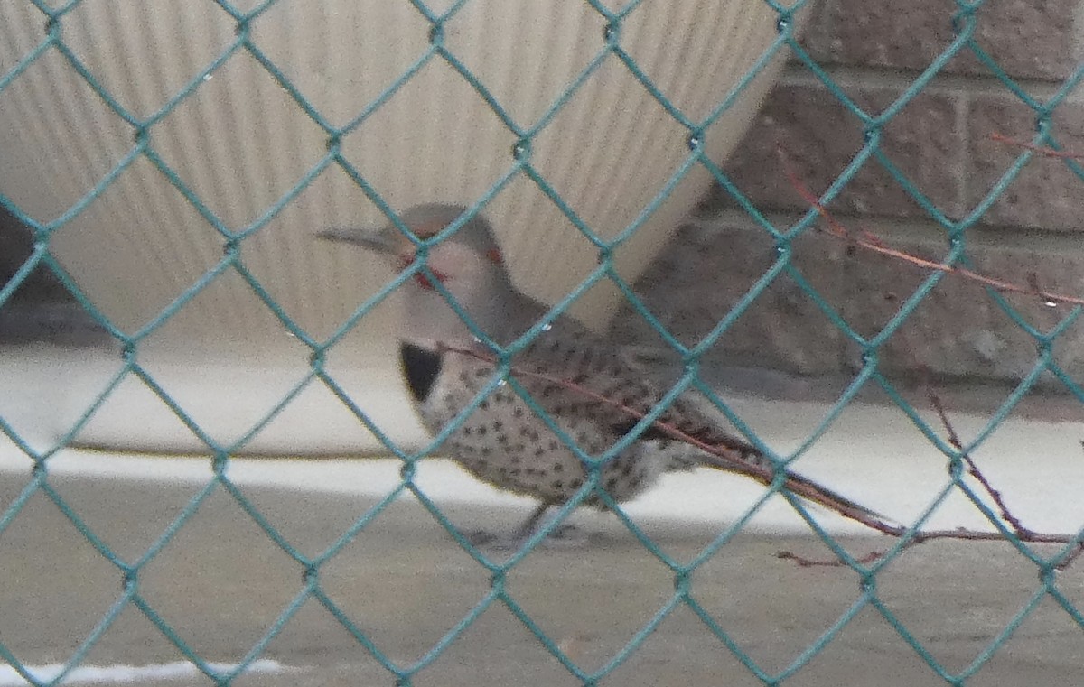 Northern Flicker (Yellow-shafted x Red-shafted) - ML286792401