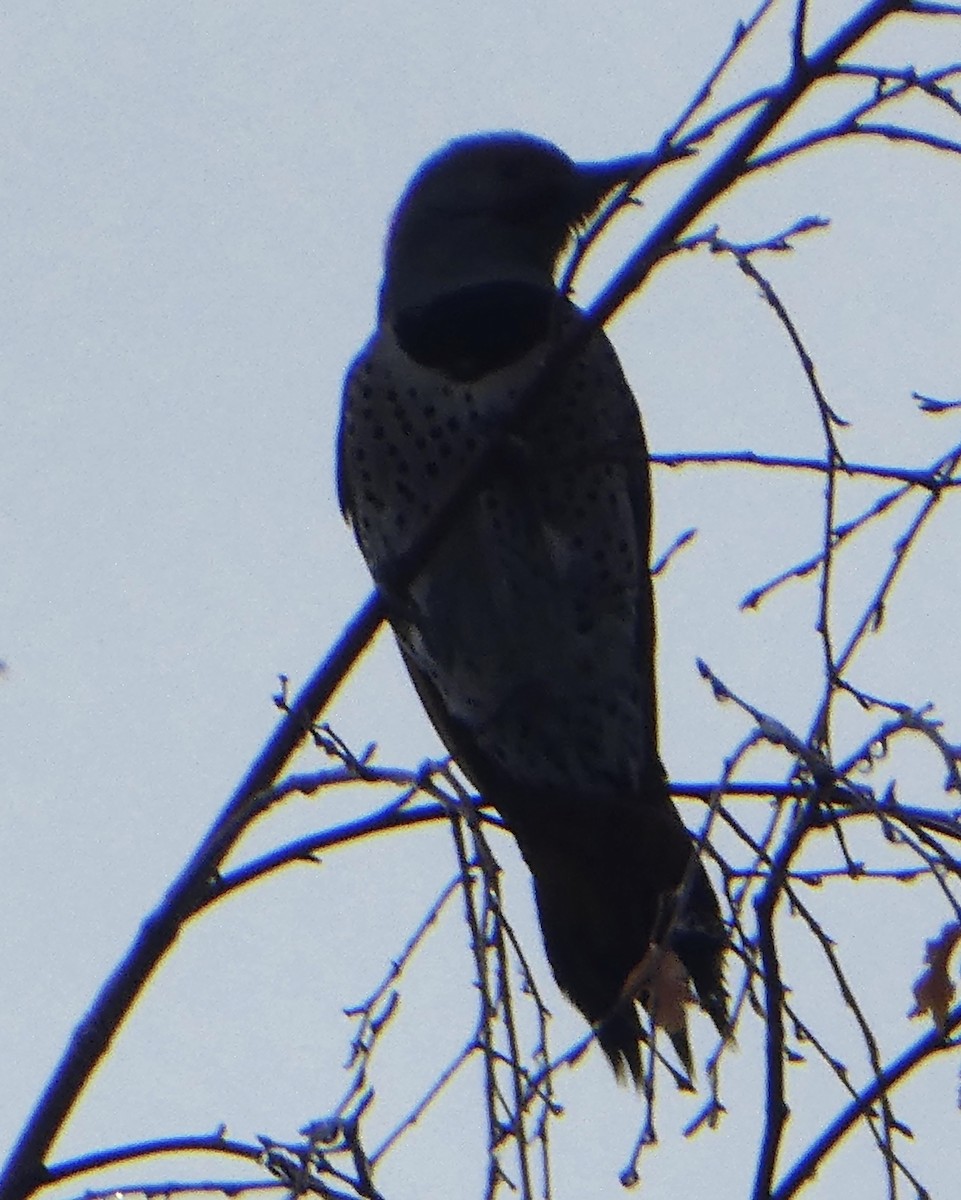 Northern Flicker (Yellow-shafted x Red-shafted) - ML286792851