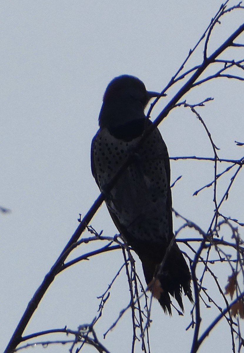 Northern Flicker (Yellow-shafted x Red-shafted) - ML286792861