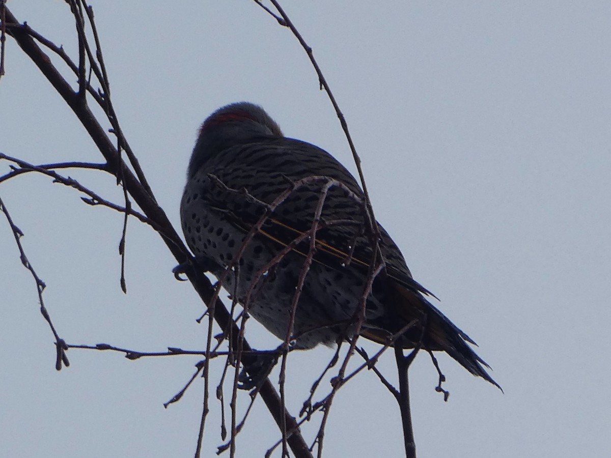 Northern Flicker (Yellow-shafted x Red-shafted) - ML286792881