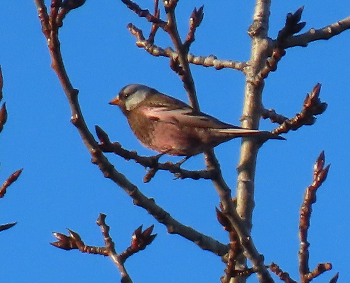 Gray-crowned Rosy-Finch - ML286794991