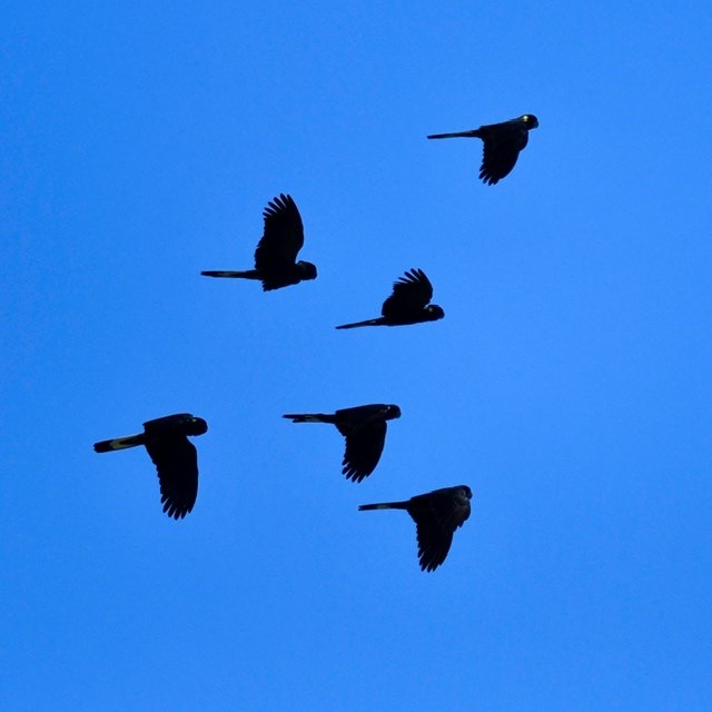 Yellow-tailed Black-Cockatoo - ML286796671