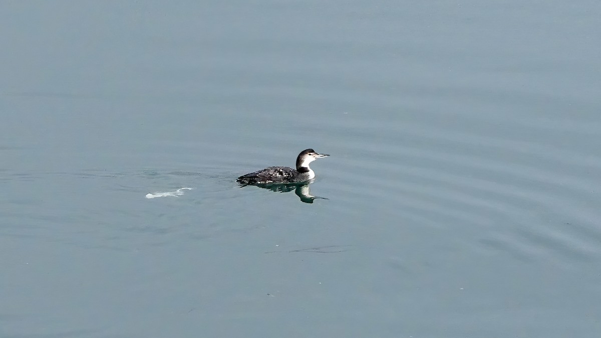 Common Loon - Leah Alcyon