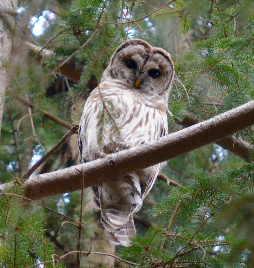 Barred Owl - ML28680031