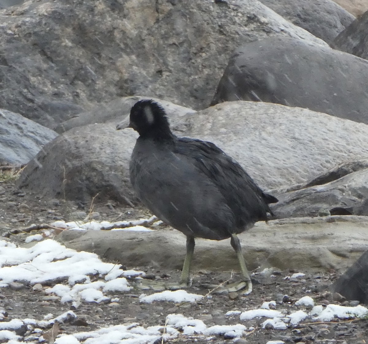 American Coot - T A