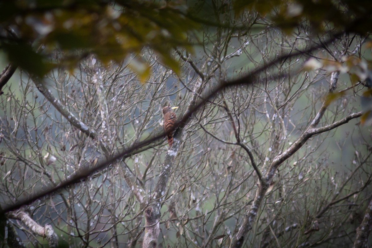 Bay Woodpecker - ML286802531