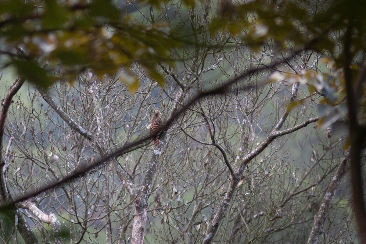 Pic à oreillons rouges - ML286802551