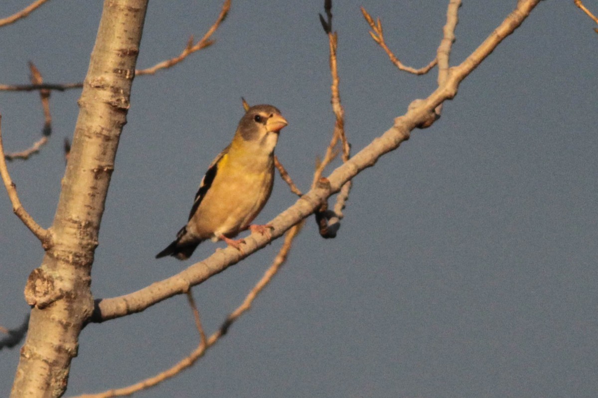 Evening Grosbeak (type 3) - ML286803821