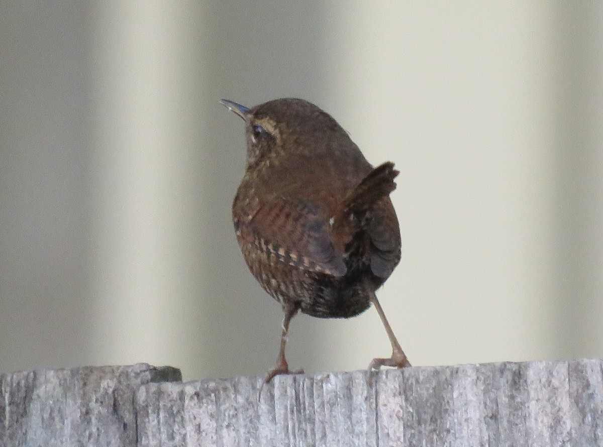 Pacific Wren - ML286805291