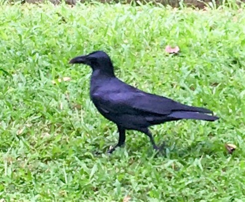 Large-billed Crow - ML286807171