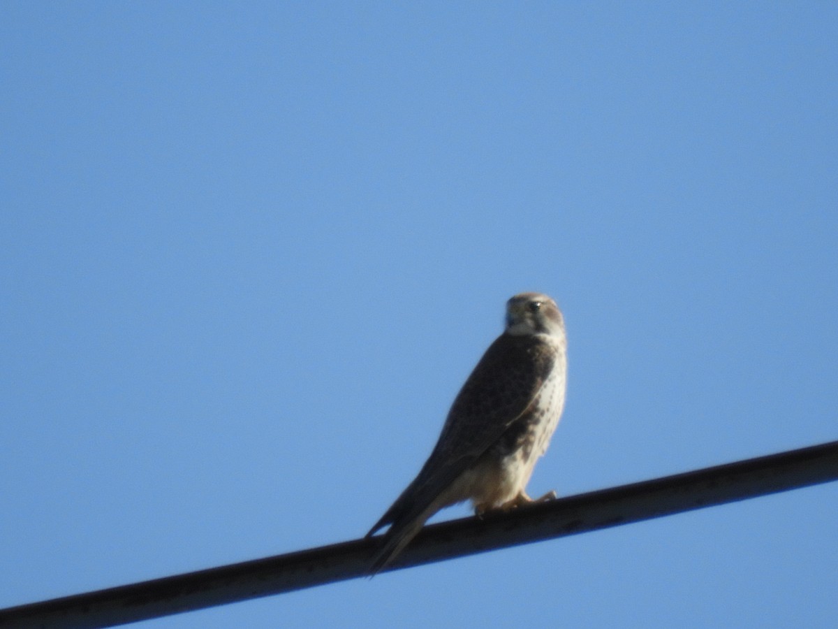 Prairie Falcon - ML286807391