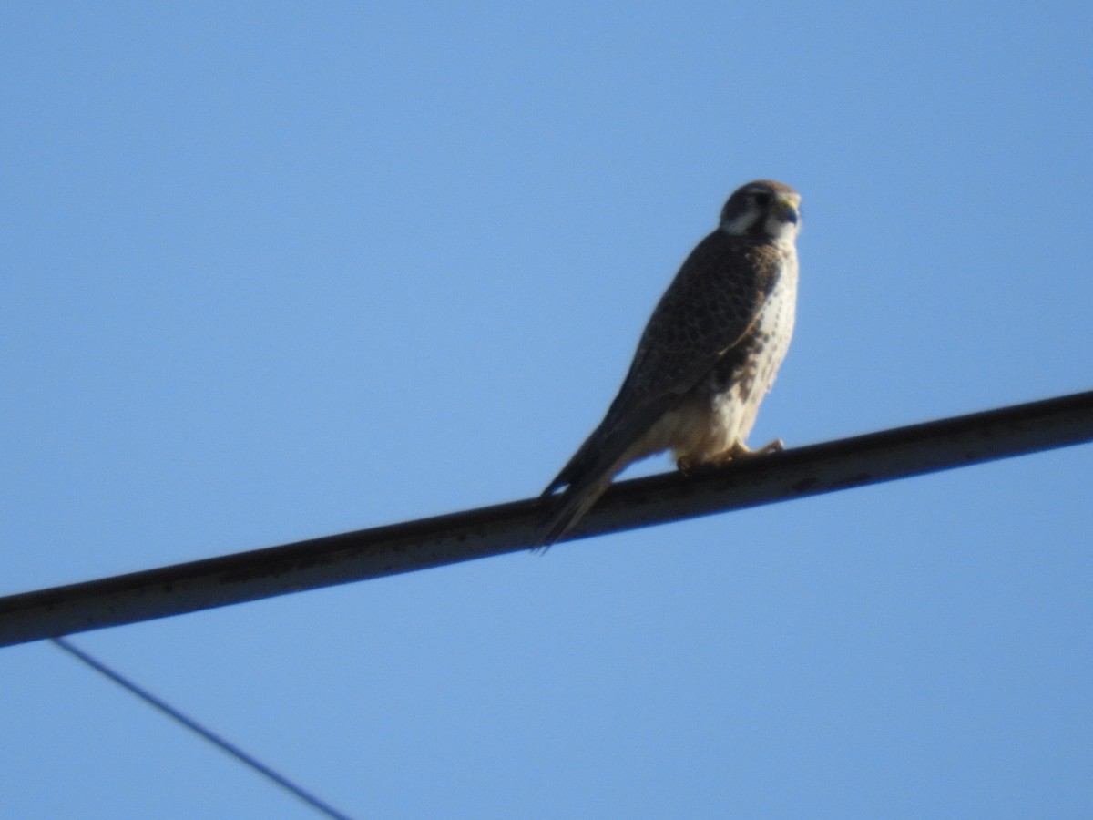 Prairie Falcon - ML286807421