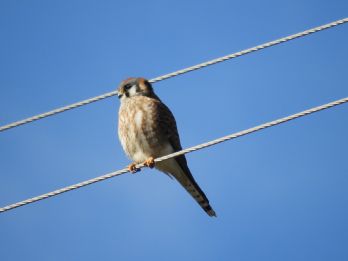 American Kestrel - ML286807691