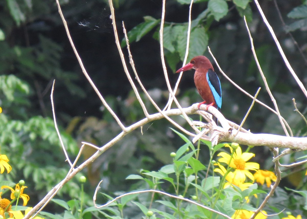 Brown-breasted Kingfisher - ML286809501