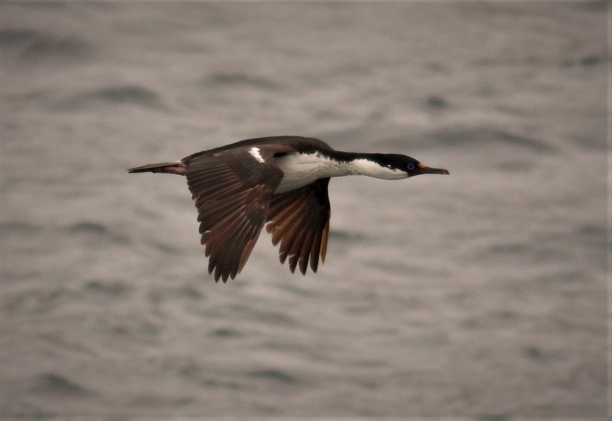 Crozet Shag - ML286814931