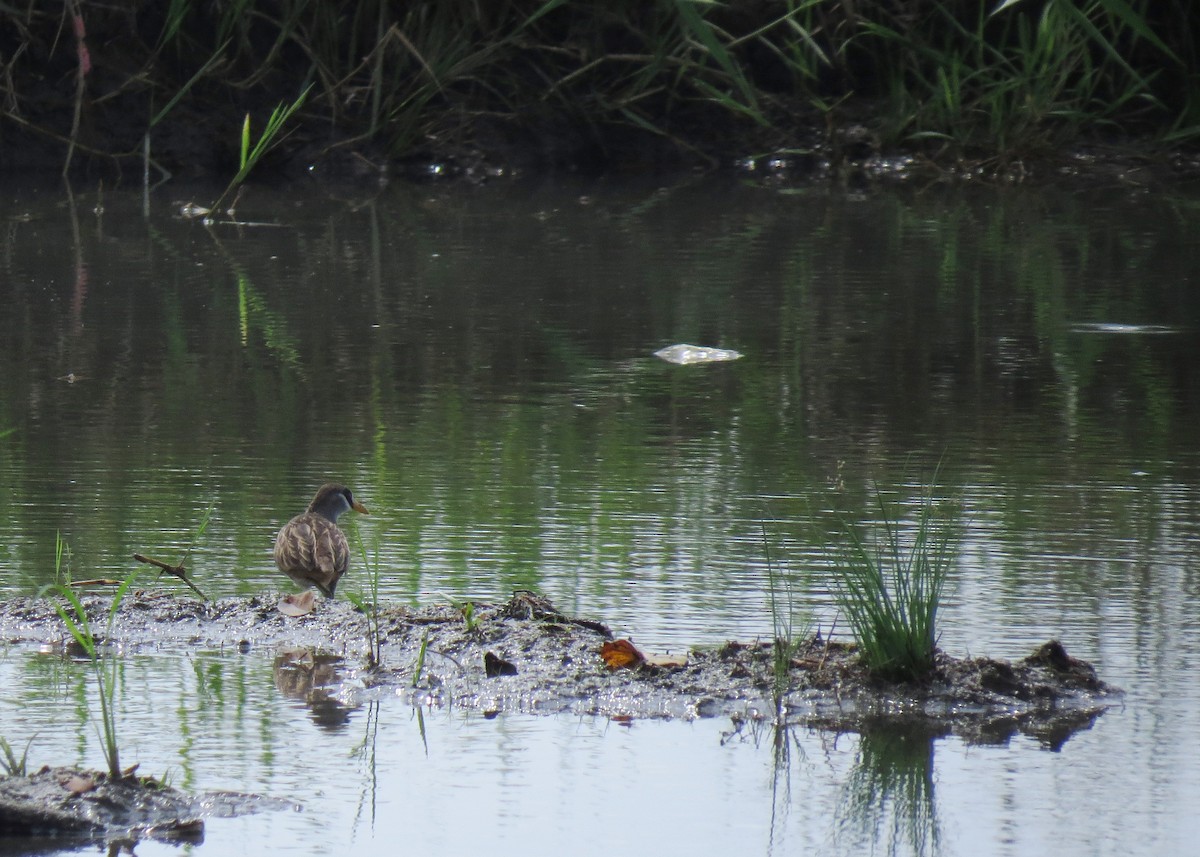 White-browed Crake - ML286815321