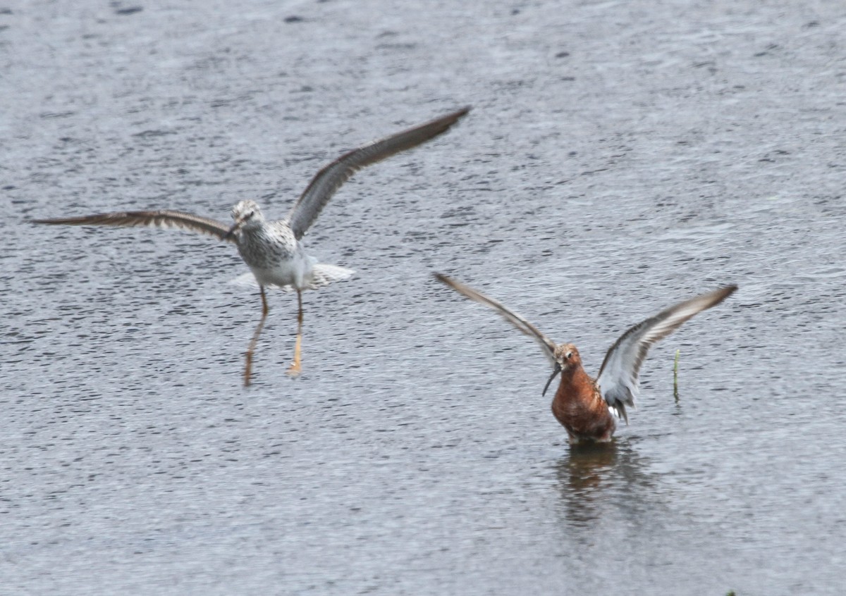 Curlew Sandpiper - David Hanson