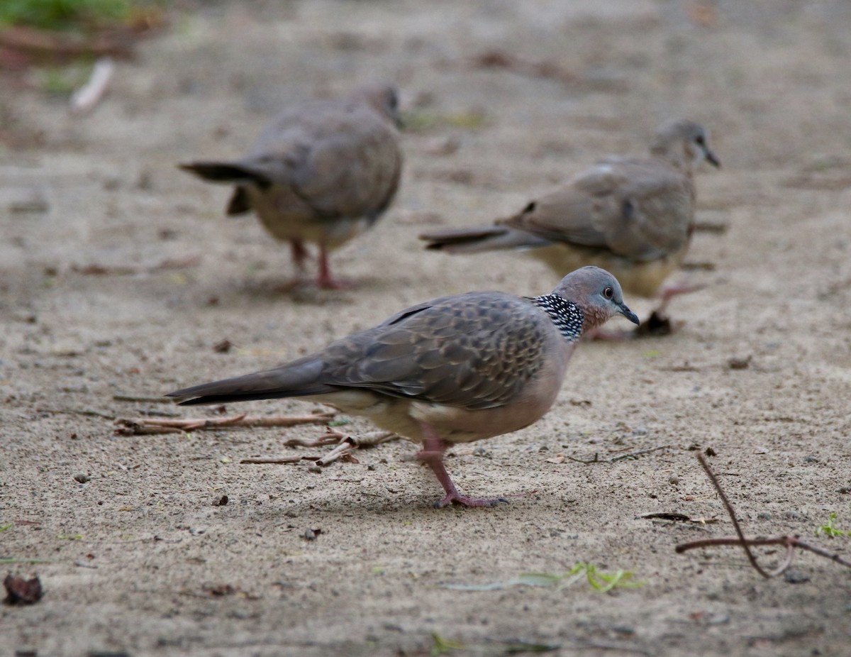 Spotted Dove - ML286820351