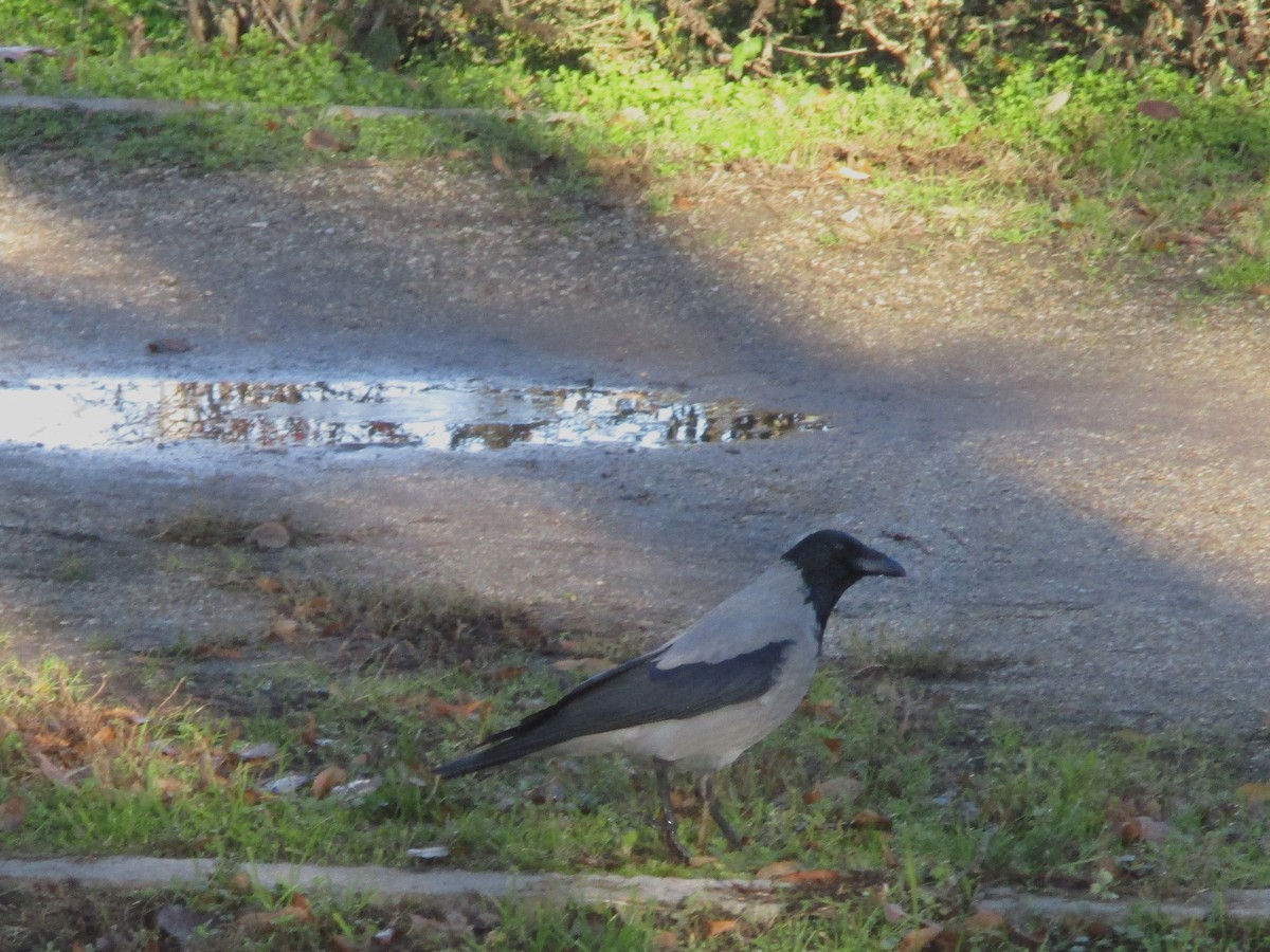 Hooded Crow - Zsuzsanna Guba