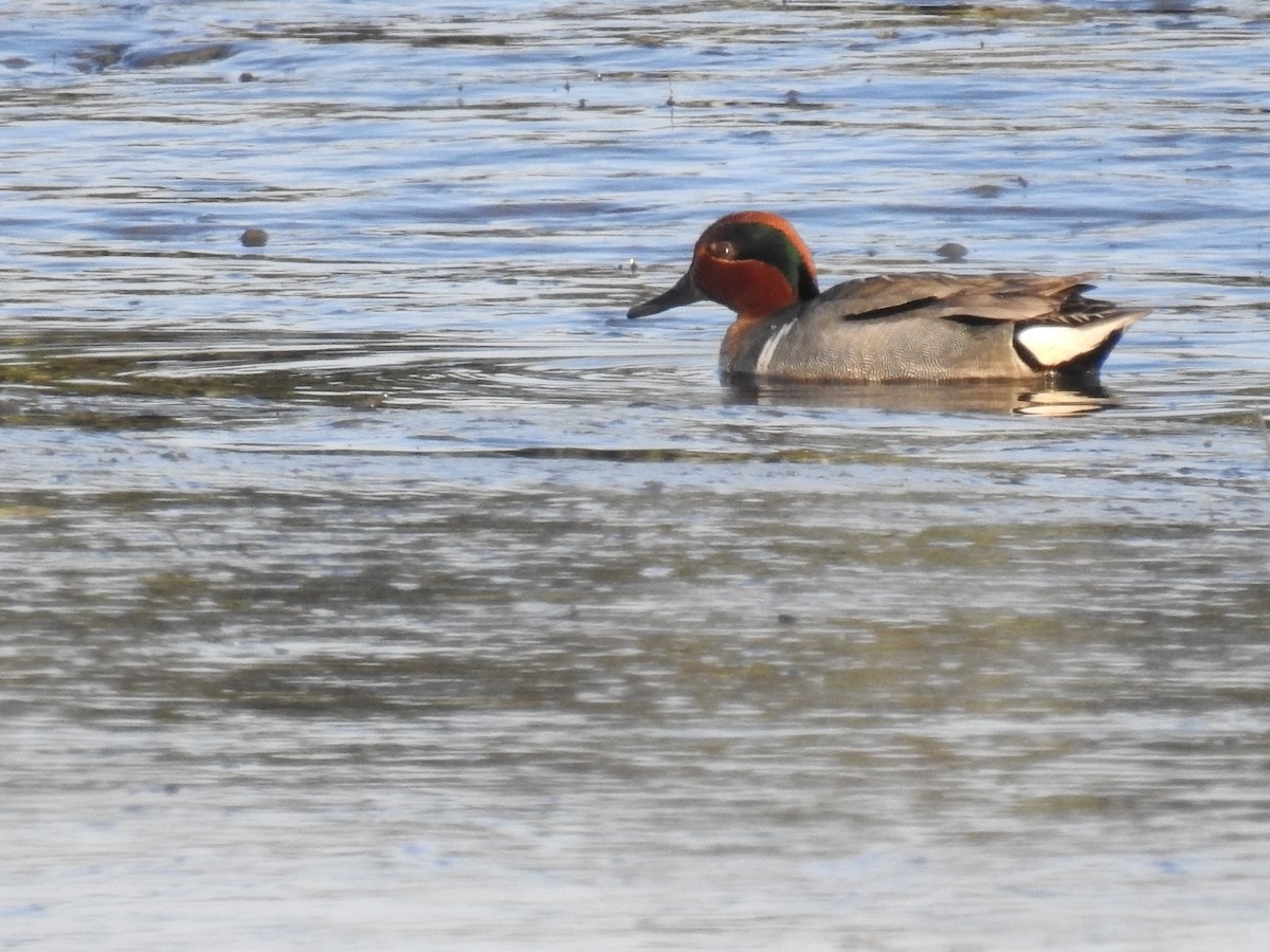 Green-winged Teal - ML28682281