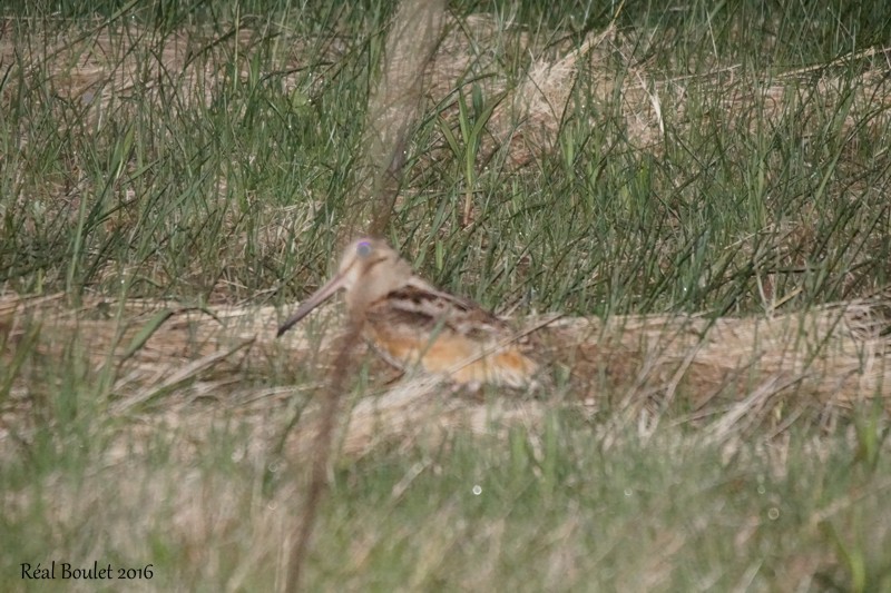 American Woodcock - ML28682541