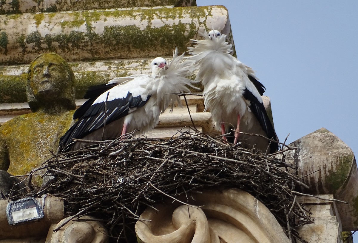 White Stork - ML286825991