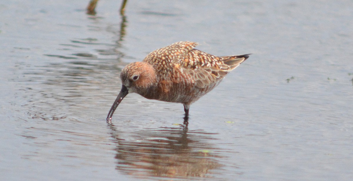 Curlew Sandpiper - ML28682611