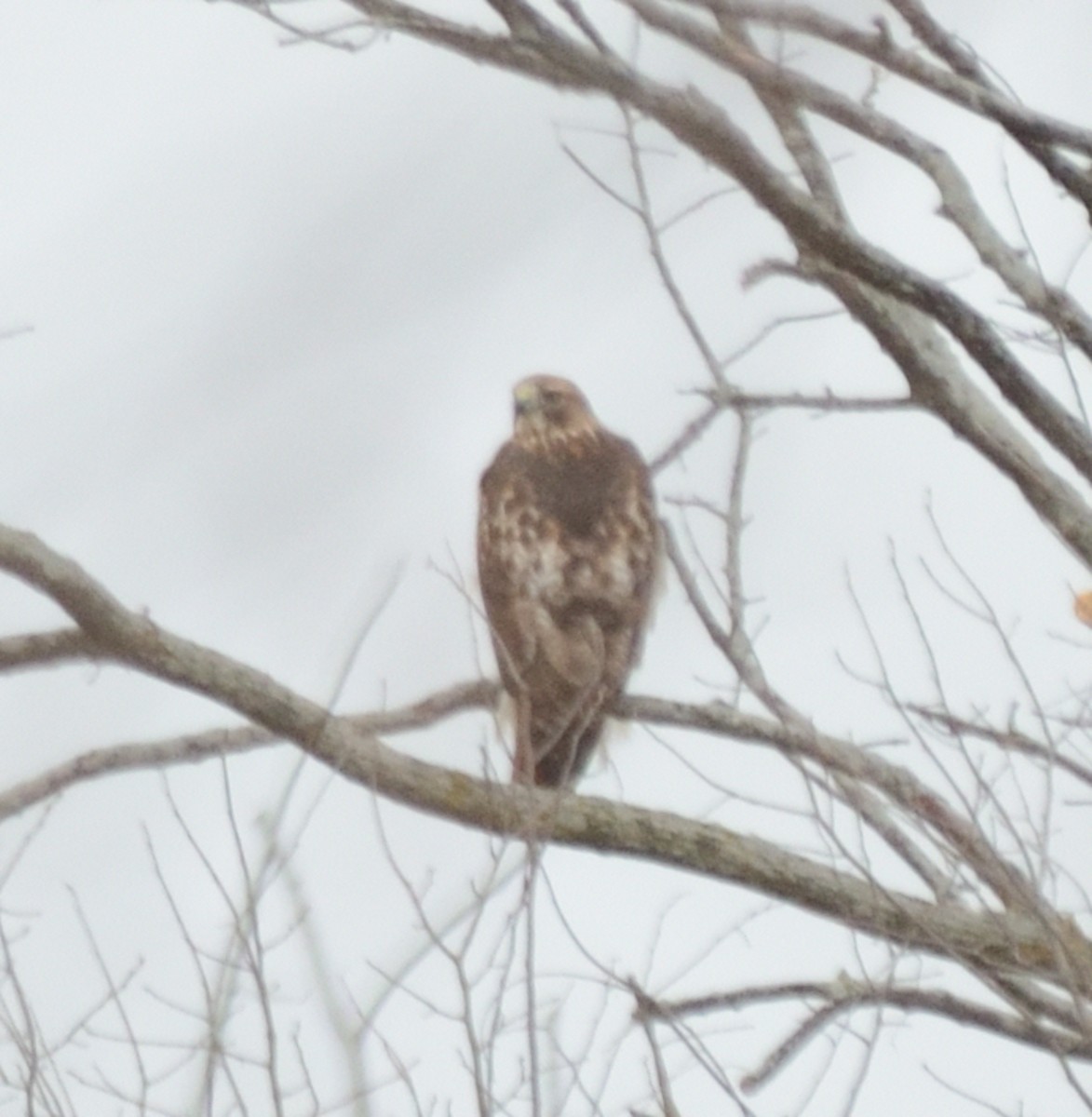 Red-tailed Hawk - ML286826151
