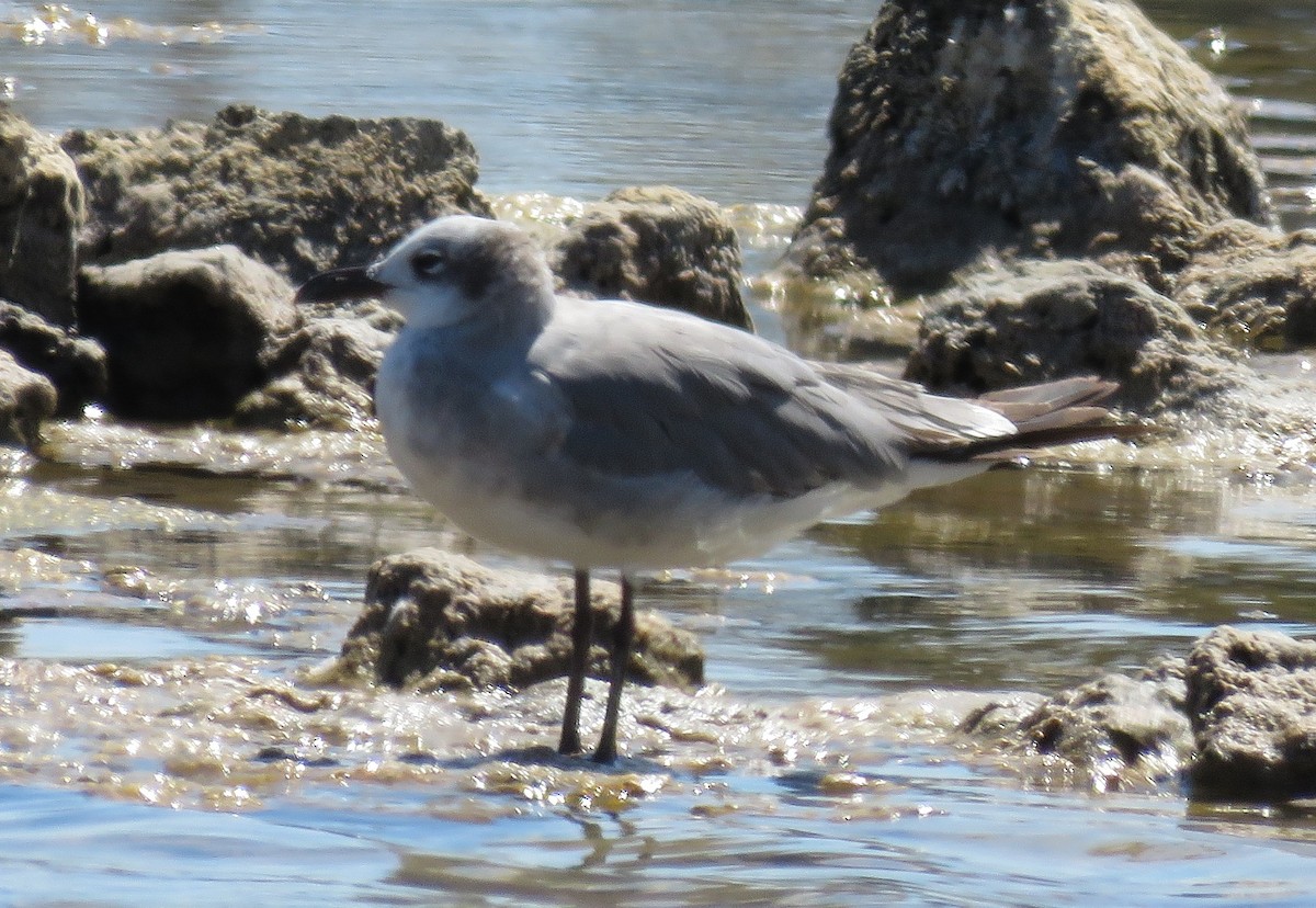 Laughing Gull - ML28682631