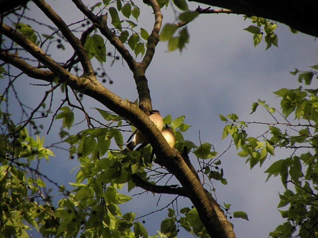 Cedar Waxwing - ML28682641