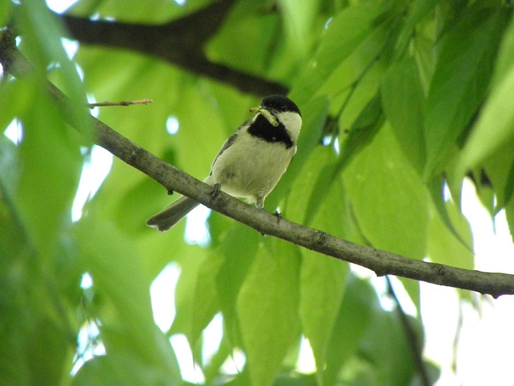 Carolina Chickadee - ML28682661