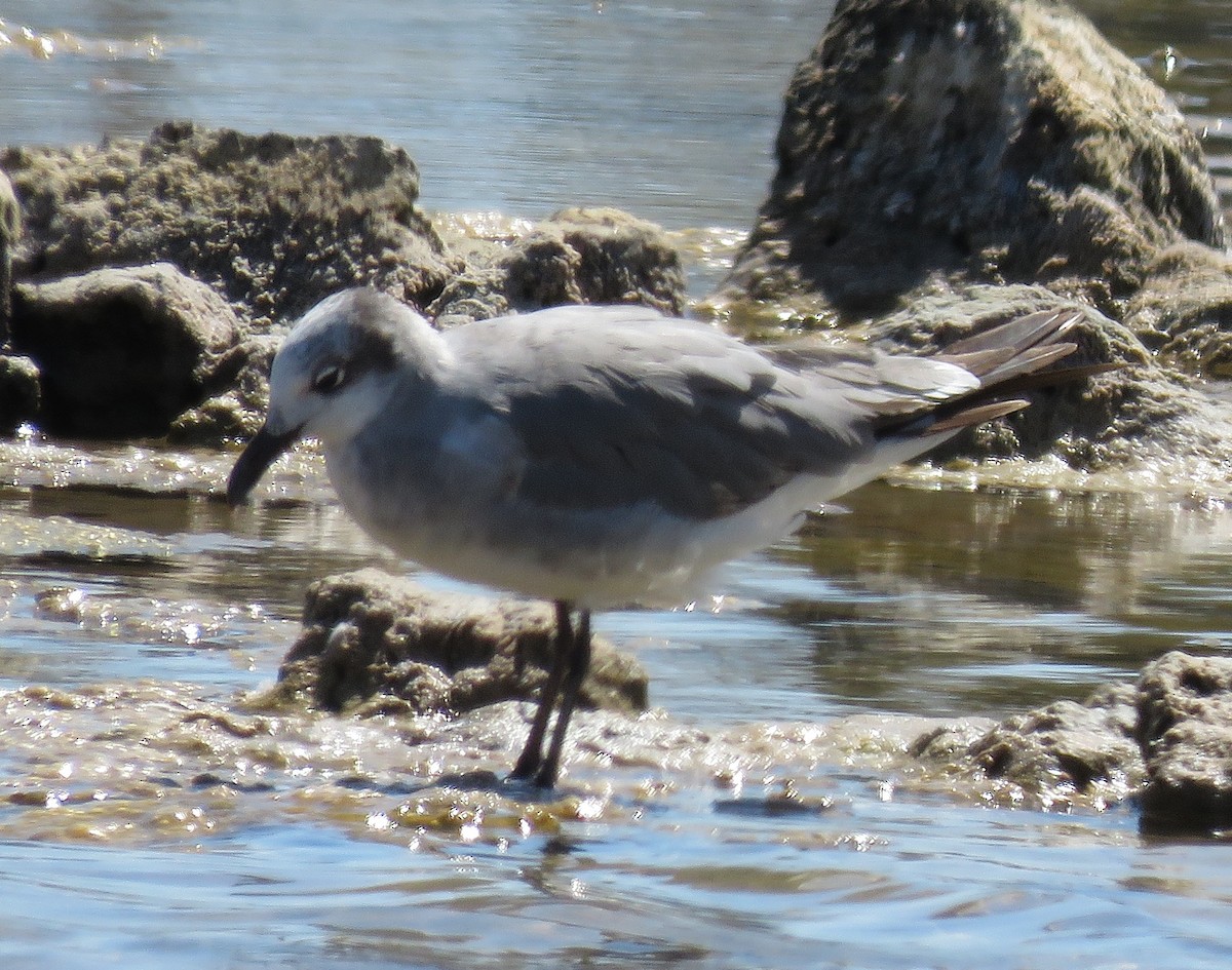 Laughing Gull - ML28682691