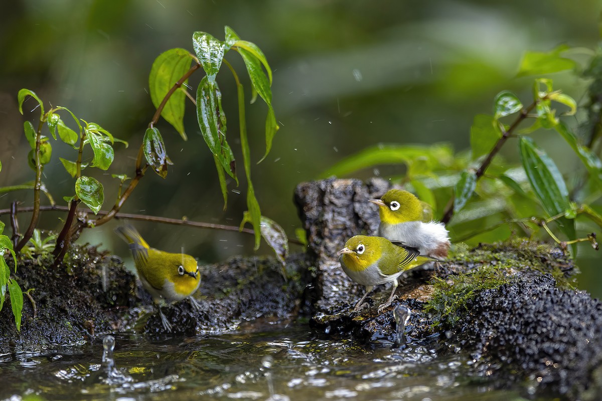 Chestnut-flanked White-eye - ML286826921