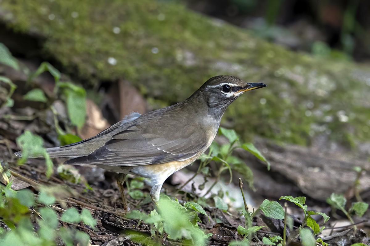 Eyebrowed Thrush - ML286827251