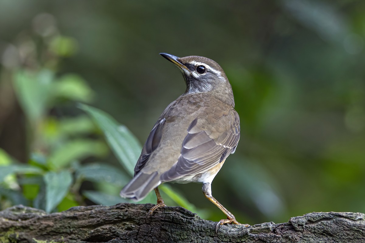 Eyebrowed Thrush - ML286827261