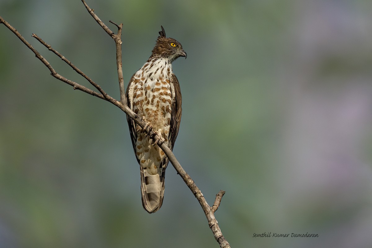 Jerdon's Baza - ML286829251