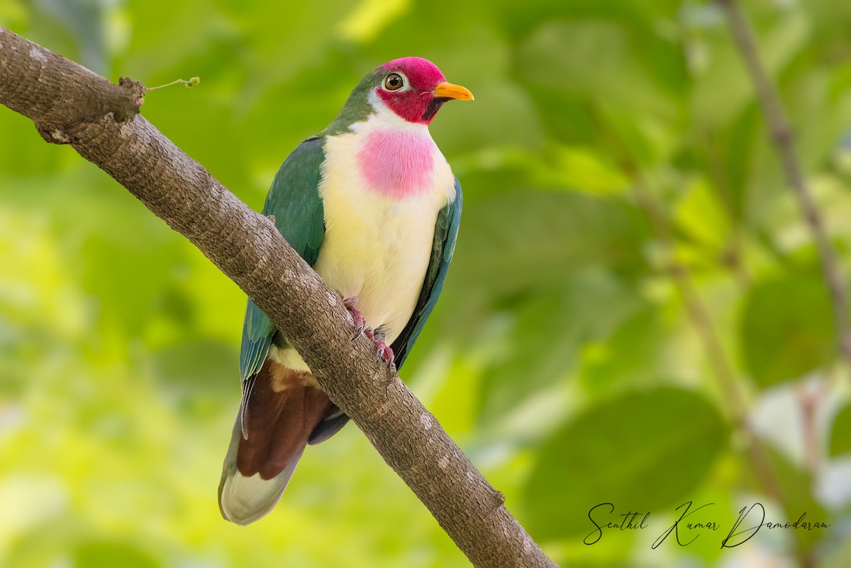 Jambu Fruit-Dove - SSKY Birders Team