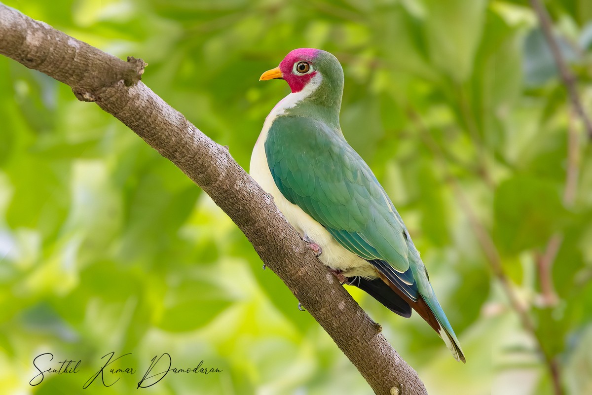 Jambu Fruit-Dove - ML286829901