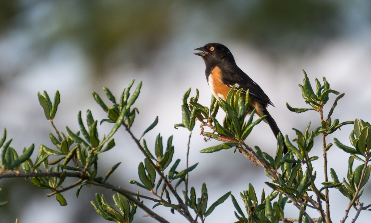 Eastern Towhee - ML28683011