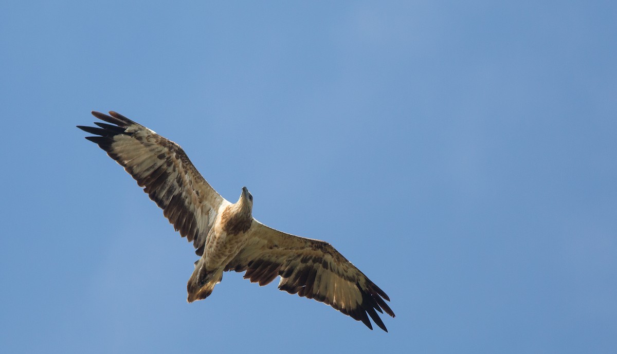 White-bellied Sea-Eagle - ML286831071