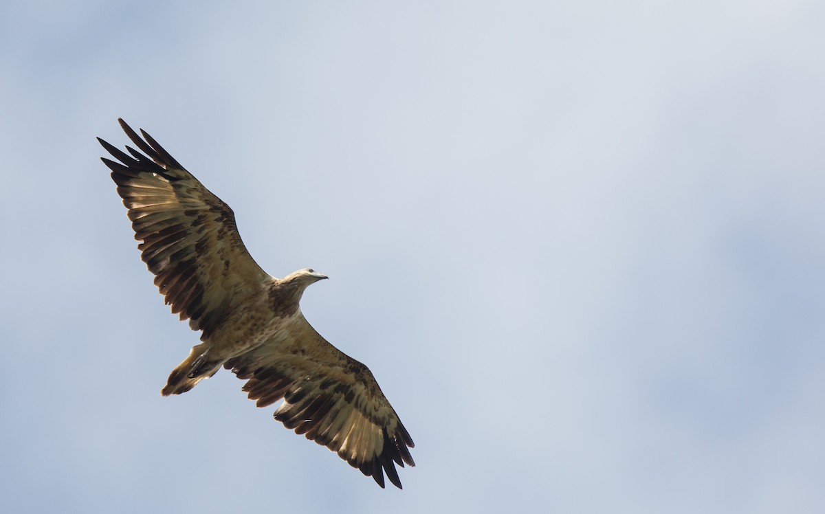 White-bellied Sea-Eagle - ML286831081