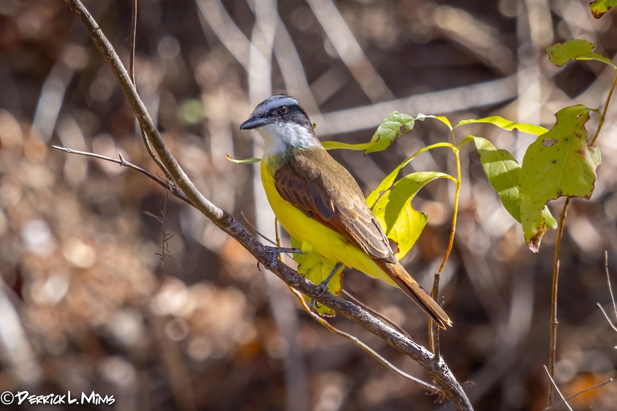 Great Kiskadee - ML286832571