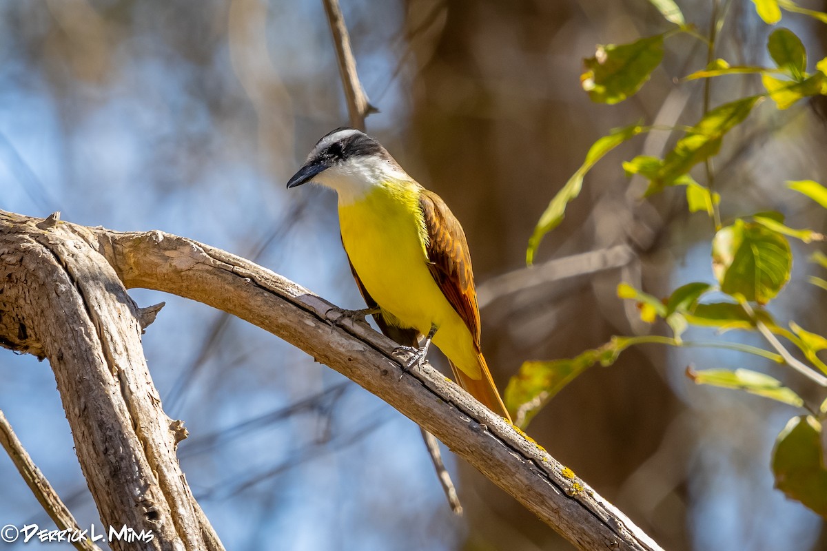 Great Kiskadee - ML286832581