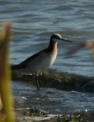 Wilson's Phalarope - ML28683261