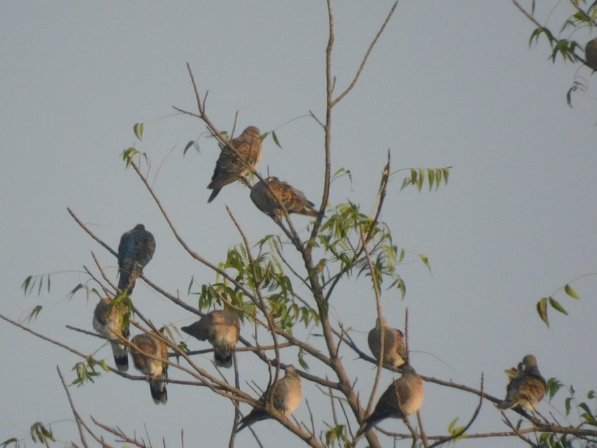 Oriental Turtle-Dove - ML286833201