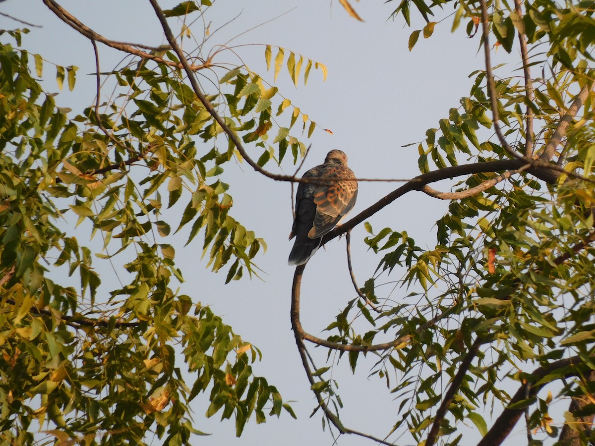 Oriental Turtle-Dove - ML286833301