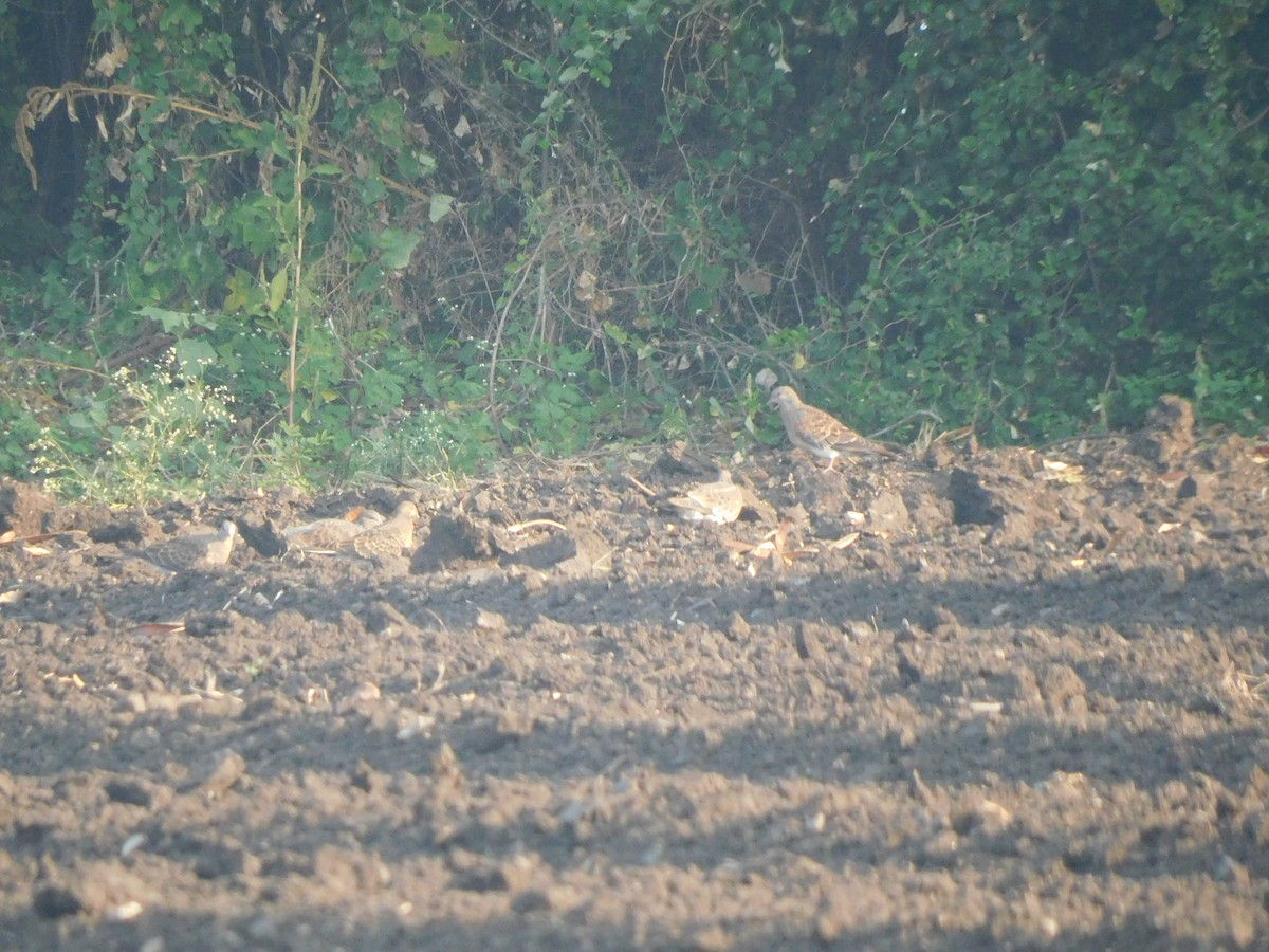 Oriental Turtle-Dove - ML286833371