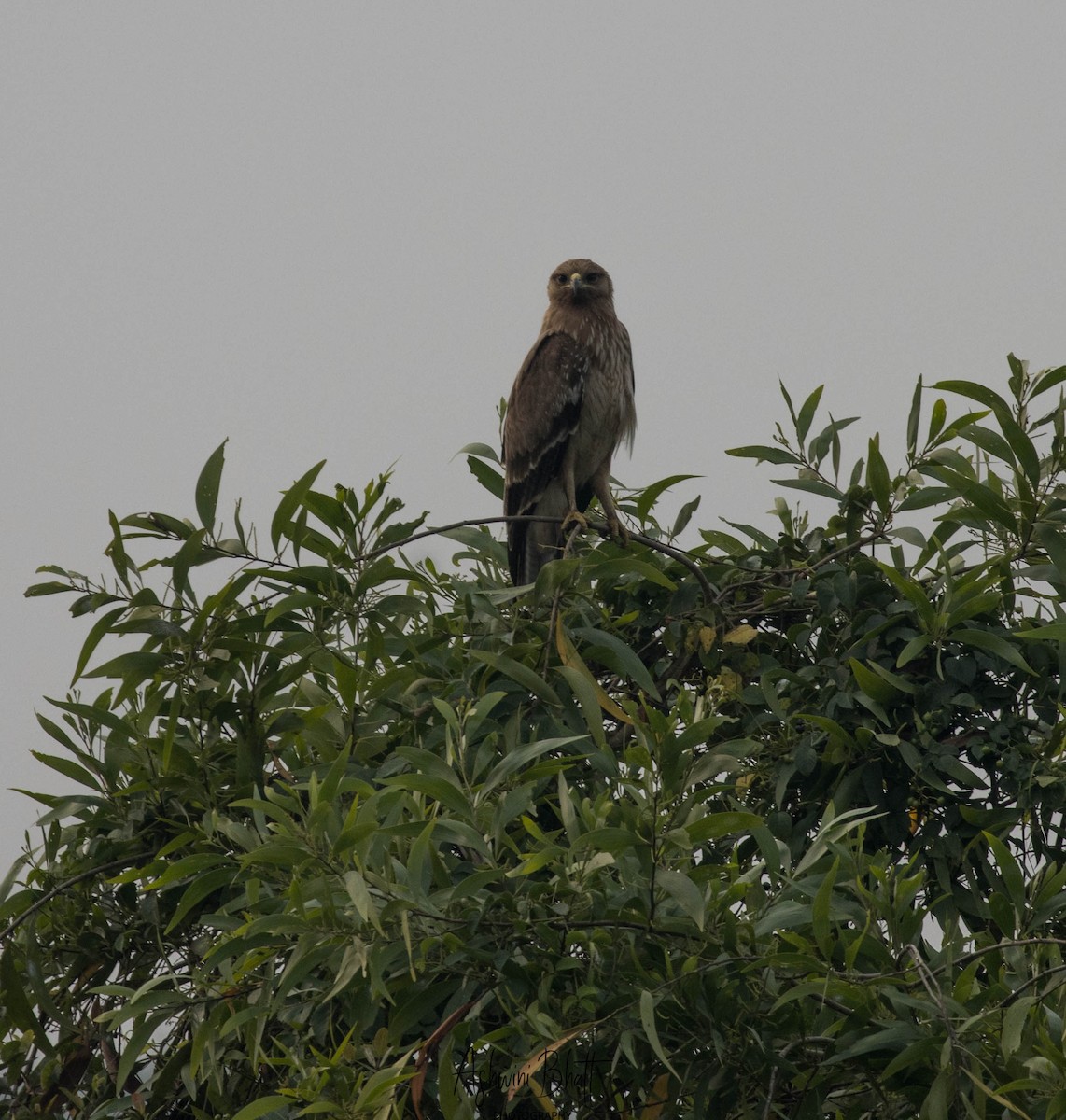 Indian Spotted Eagle - ML286833631