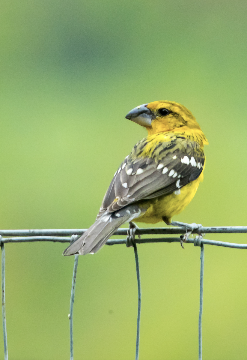 Yellow Grosbeak - ML286834051