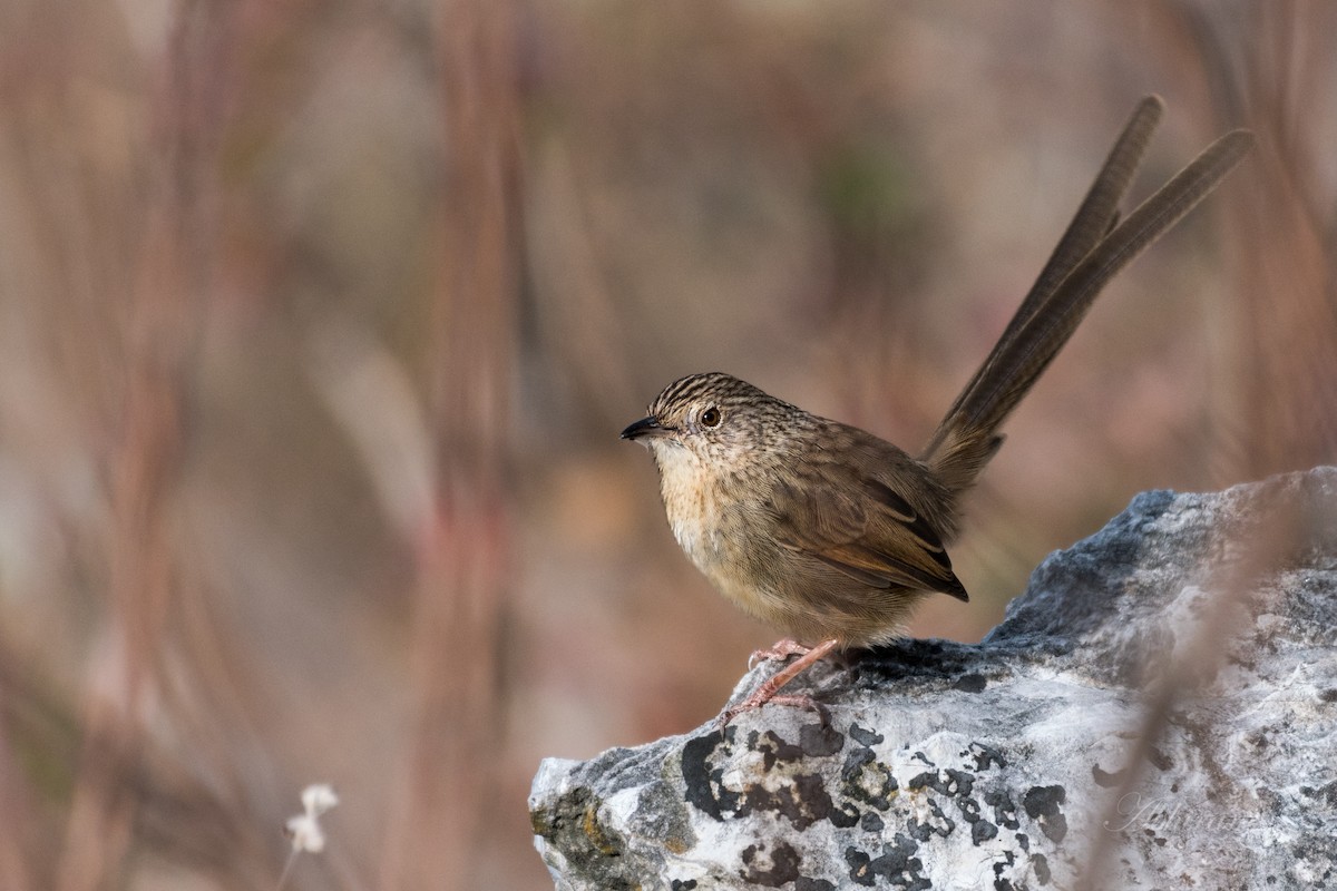 Himalayan Prinia - Abhiram Sankar